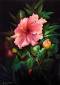 04. Tropischer Rosa Hibiskus (Gary Jenkins) Holl�ndisch